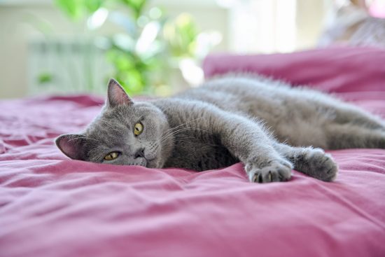 Gray cat lounging on a made bed, looking towards the camera.